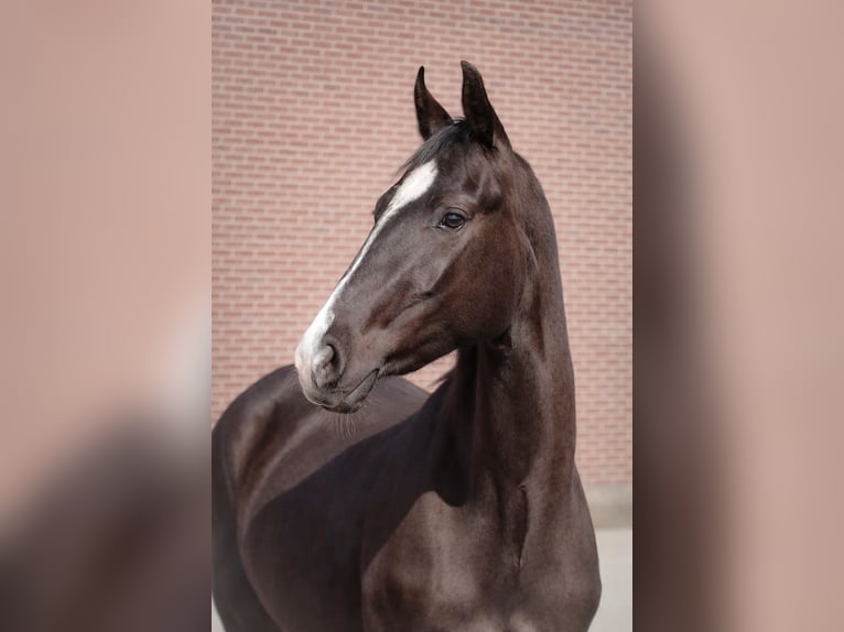 Akhal-Teke Mestizo Yegua 3 años 162 cm Negro in Ovelgönne