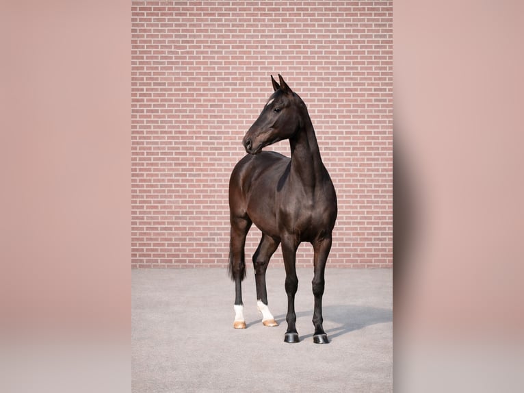 Akhal-Teke Mestizo Yegua 3 años 164 cm Castaño in Ovelgönne