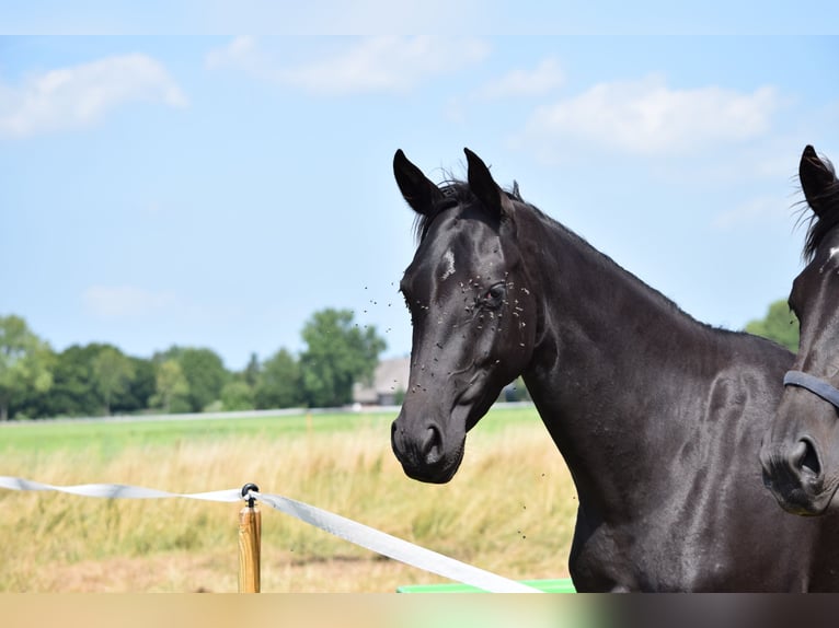 Akhal-Teke Mestizo Yegua 4 años 158 cm Negro in Ovelgönne