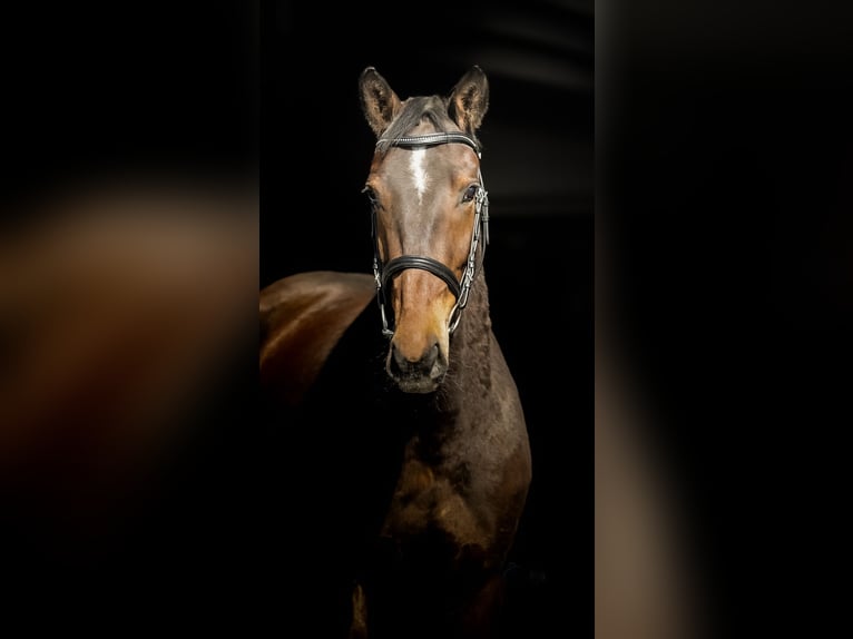 Akhal-Teke Yegua 4 años 162 cm Castaño in Wietze