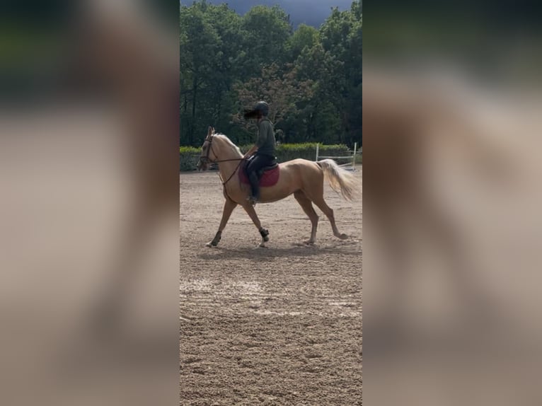 Akhal-Teke Yegua 4 años 162 cm Palomino in Arischia