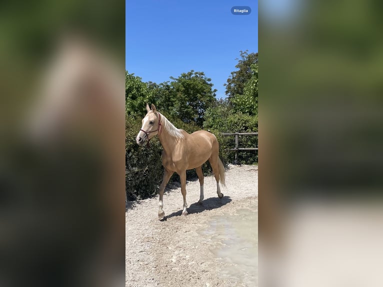 Akhal-Teke Yegua 4 años 162 cm Palomino in Arischia
