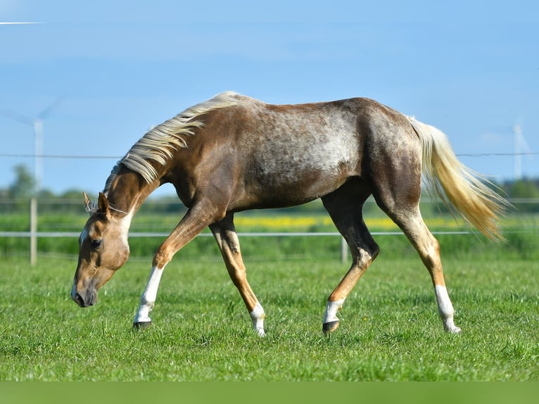 Akhal-Teke Yegua 5 años 157 cm Palomino in Ovelgönne