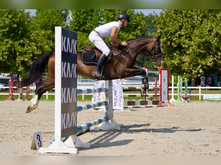 Akhal-Teke Yegua 6 años 157 cm Castaño rojizo in Novo mesto