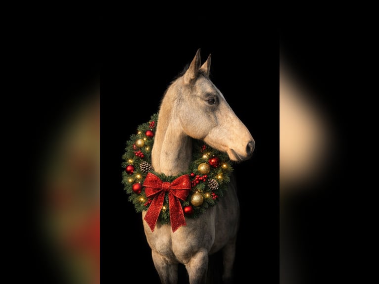 Akhal-Teke Yegua 7 años 156 cm Buckskin/Bayo in Garding