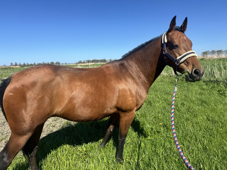 Akhal-Teke Yegua 8 años 151 cm Castaño in Nederland