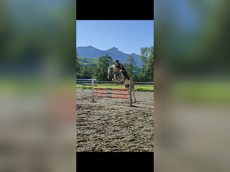 Akhal-Teke Mestizo Yegua 8 años 157 cm White/Blanco in Appenzell