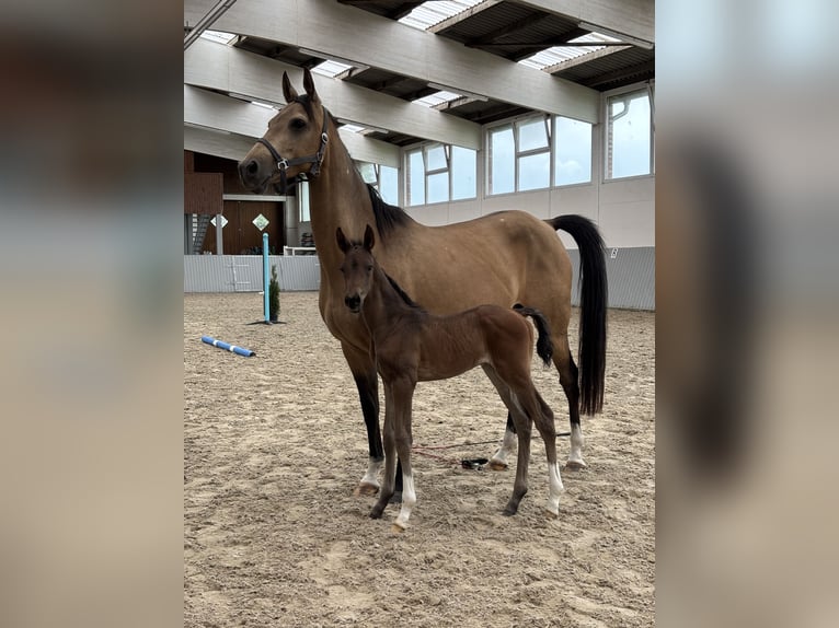 Akhal-Teke Yegua 8 años Buckskin/Bayo in Ovelgönne