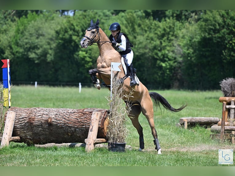 Akhal-Teke Yegua 9 años 154 cm Bayo in La Chaussée-Saint-Victor