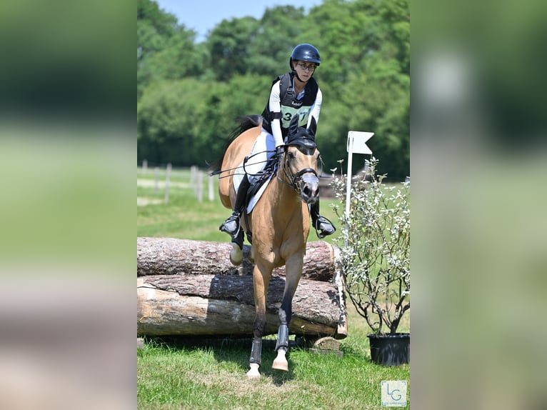 Akhal-Teke Yegua 9 años 154 cm Bayo in La Chaussée-Saint-Victor