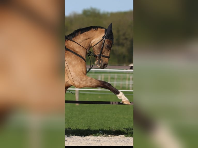 Akhal-Teke Yegua 9 años 154 cm Bayo in La Chaussée-Saint-Victor