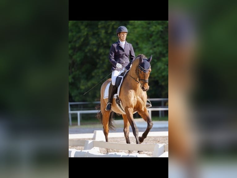 ***Aktuell***SUCHE RB mit Unterricht auf DRESSURPFERD