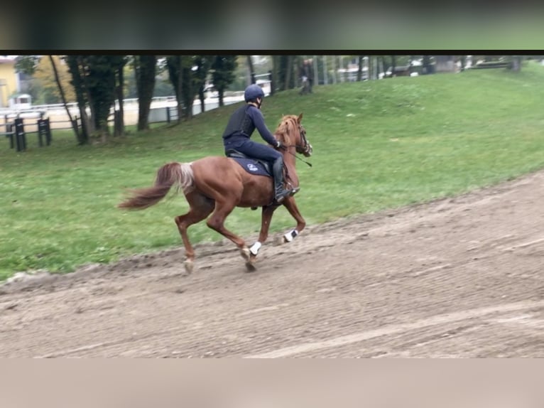 AL ILAF THAMIN Ägyptischer Araber Hengst in Tiefenbach