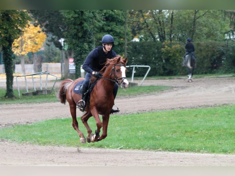 AL ILAF THAMIN Ägyptischer Araber Hengst in Tiefenbach