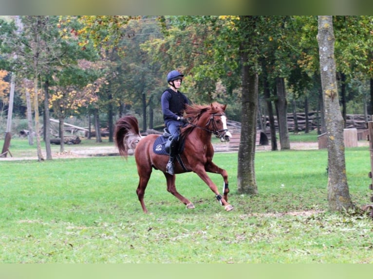AL ILAF THAMIN Ägyptischer Araber Hengst in Tiefenbach