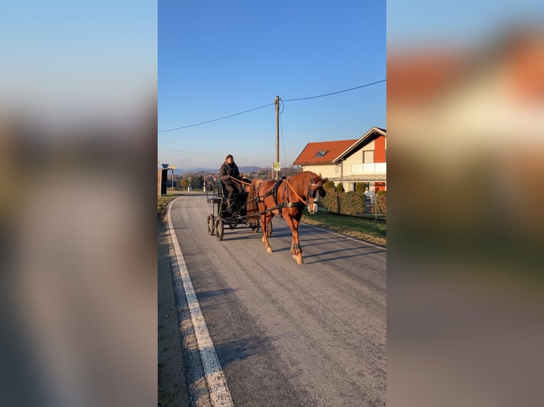 AL ILAF THAMIN Ägyptischer Araber Hengst in Tiefenbach