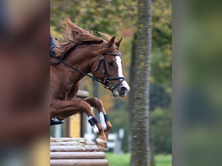 AL ILAF THAMIN Ägyptischer Araber Hengst in Tiefenbach