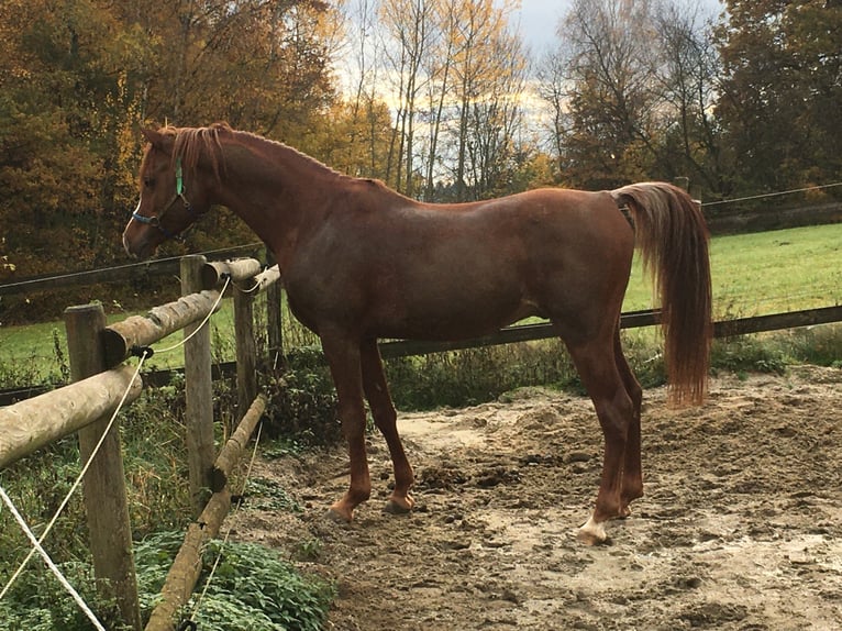 AL ILAF THAMIN Arabe égyptien Étalon in Tiefenbach