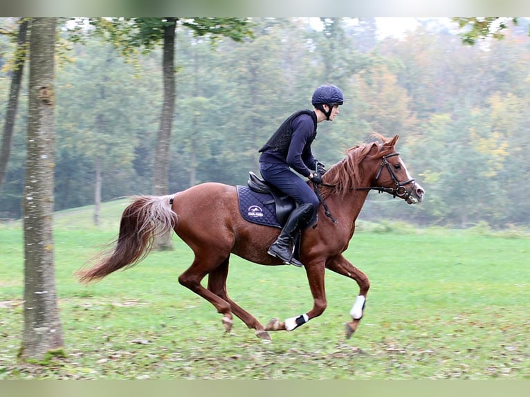 AL ILAF THAMIN Arabe égyptien Étalon in Tiefenbach