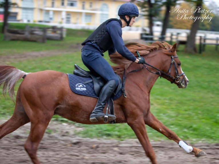 AL ILAF THAMIN Straight Egyptian Stallion in Tiefenbach