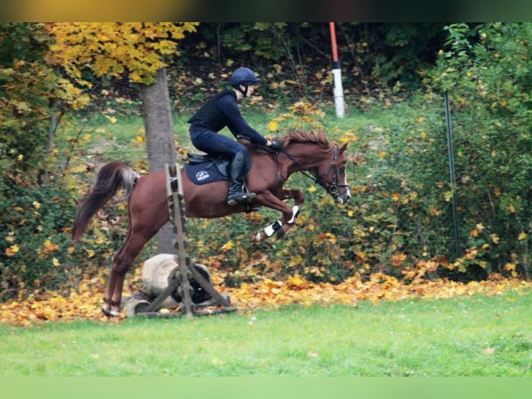AL ILAF THAMIN Straight Egyptian Stallion in Tiefenbach
