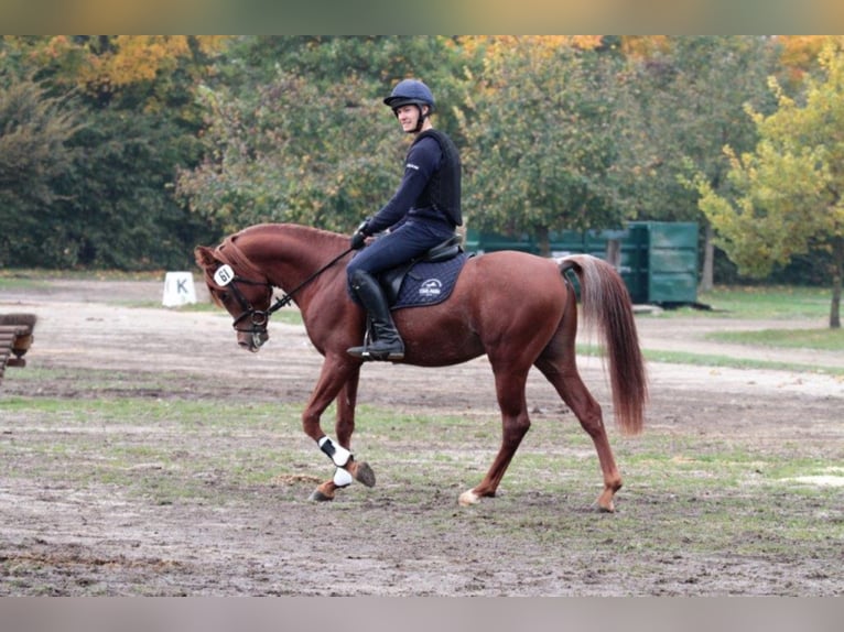 AL ILAF THAMIN Straight Egyptian Stallion in Tiefenbach