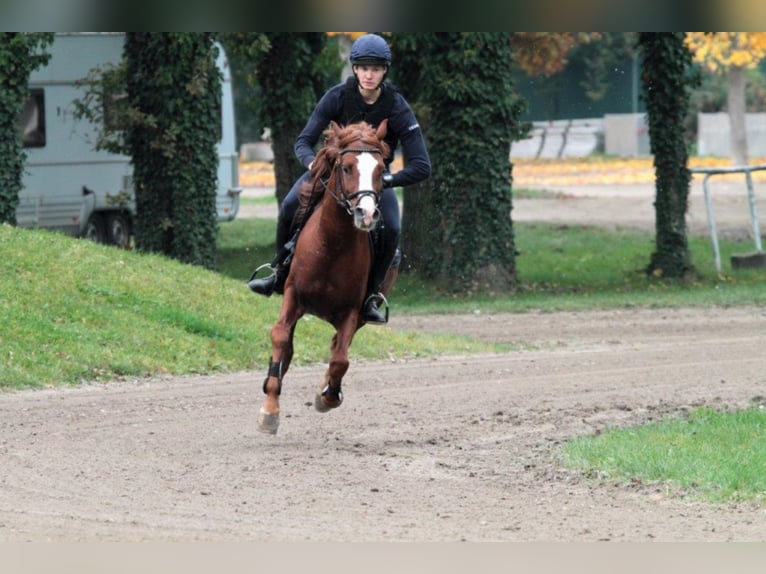 AL ILAF THAMIN Straight Egyptian Stallion in Tiefenbach