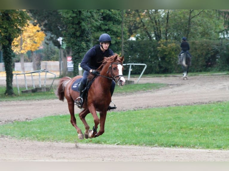 AL ILAF THAMIN Straight Egyptian Stallion Rabicano in Tiefenbach