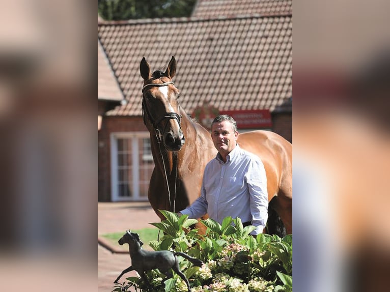 ALL STAR Hannover Stallone Baio in Steinfeld (Oldenburg)