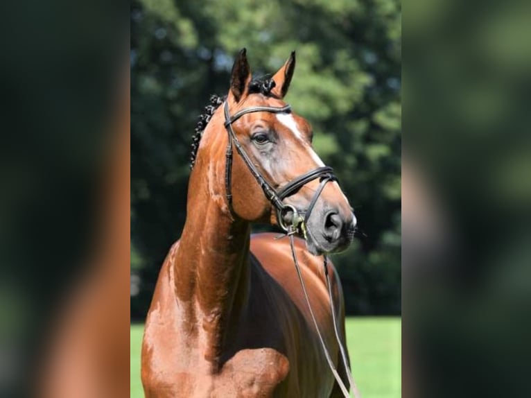 ALL STAR Hannover Stallone Baio in Steinfeld (Oldenburg)