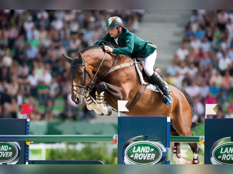 ALL STAR Hannover Stallone Baio in Steinfeld (Oldenburg)