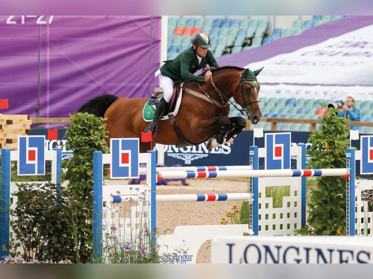 ALL STAR Hannover Stallone Baio in Steinfeld (Oldenburg)