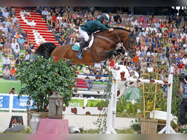 ALL STAR Hannover Stallone Baio in Steinfeld (Oldenburg)