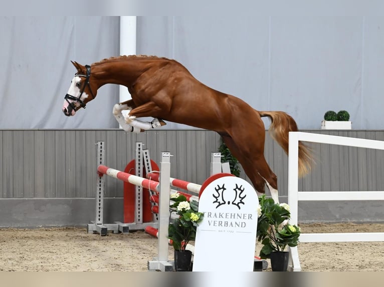 Alle Farben Trakehner Étalon Alezan in Herbstein