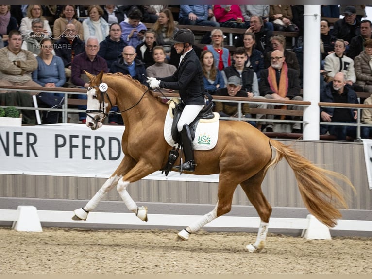 Alle Farben Trakehner Hengst Fuchs in Herbstein