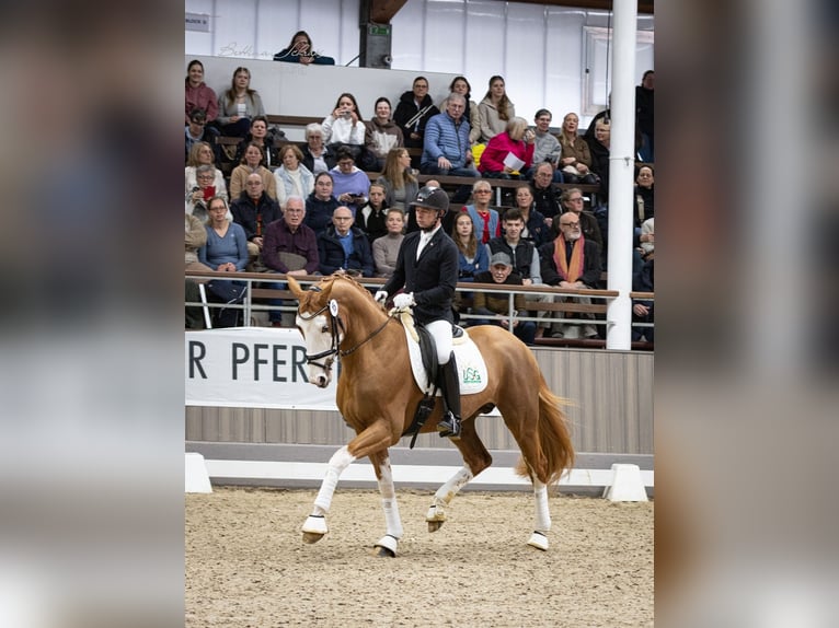 Alle Farben Trakehner Hengst Fuchs in Herbstein