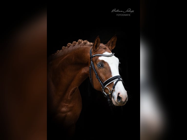 Alle Farben Trakehner Hengst Fuchs in Herbstein