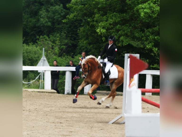 ALLEGRO Hafliger Ogier Kasztanowata in Keutschach am See