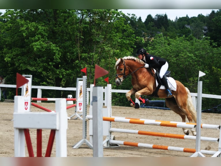 ALLEGRO Haflinger Étalon in Keutschach am See