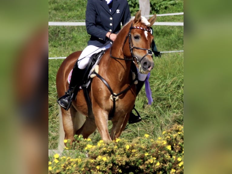 ALLEGRO Haflinger Étalon in Keutschach am See