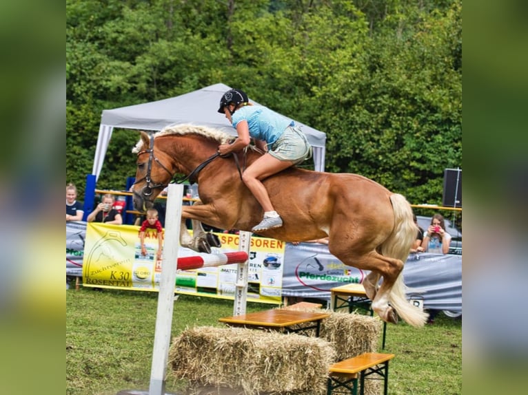 ALLEGRO Haflinger Hengst Fuchs in Keutschach am See