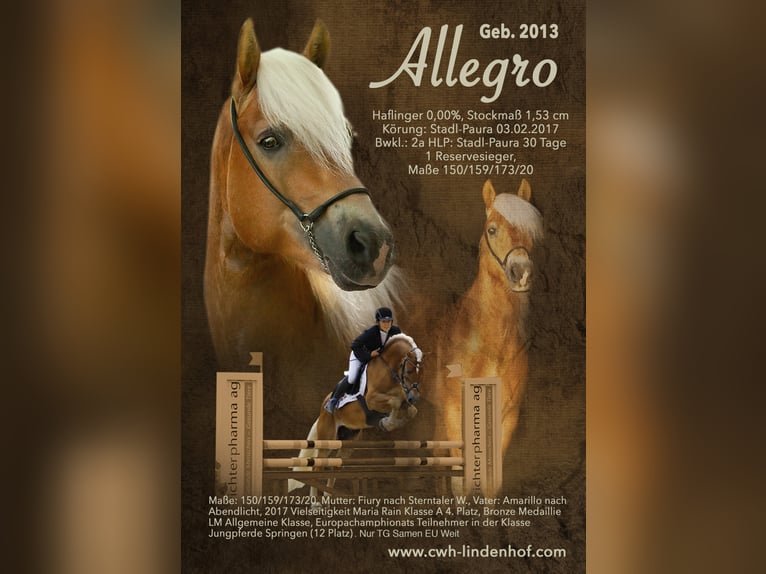 ALLEGRO Haflinger Hengst Fuchs in Keutschach am See