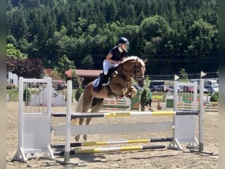 ALLEGRO Haflinger Hengst Fuchs in Keutschach am See