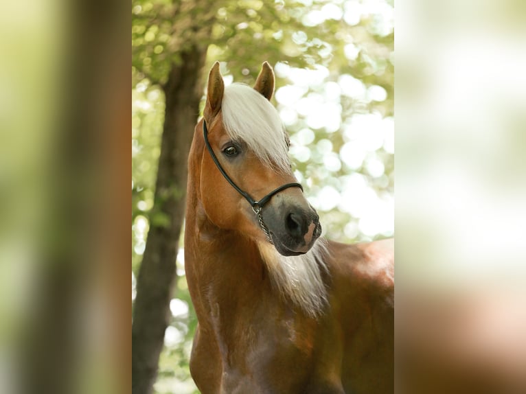 ALLEGRO Haflinger Hengst Fuchs in Keutschach am See
