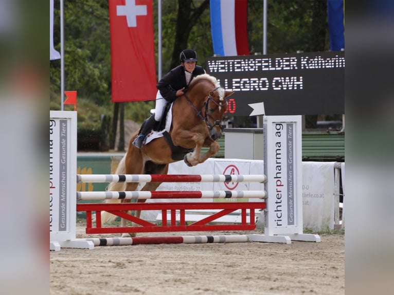 ALLEGRO Haflinger Stallion Chestnut-Red in Keutschach am See