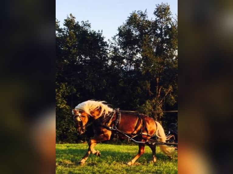 ALLEGRO Haflinger Stallion in Keutschach am See