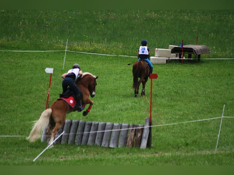 ALLEGRO Haflinger Stallion in Keutschach am See