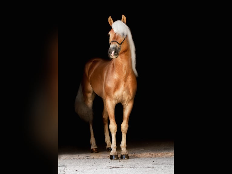 ALLEGRO Haflinger Stallion in Keutschach am See