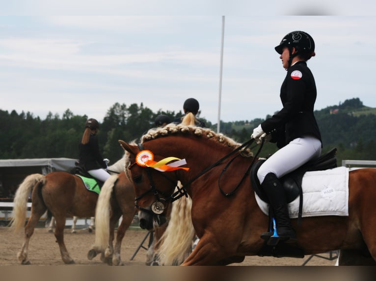 ALLEGRO Haflinger Stallion in Keutschach am See