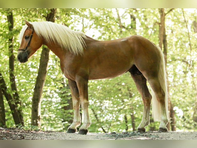 ALLEGRO Haflinger Stallion in Keutschach am See